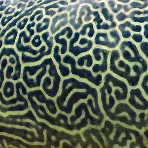 A green and black pattern on pufferfish skin.