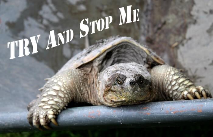 A tortoise saying try and stop me